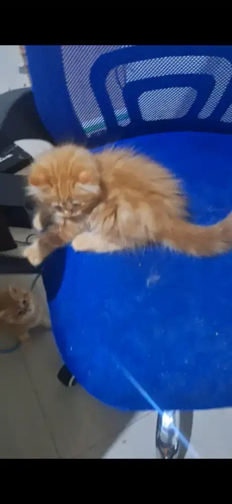 Borongan kucing ns persia betina jantan 3 bulan