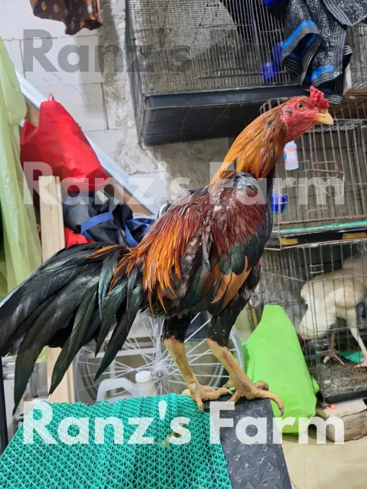 Ayam bangkok mangon birma