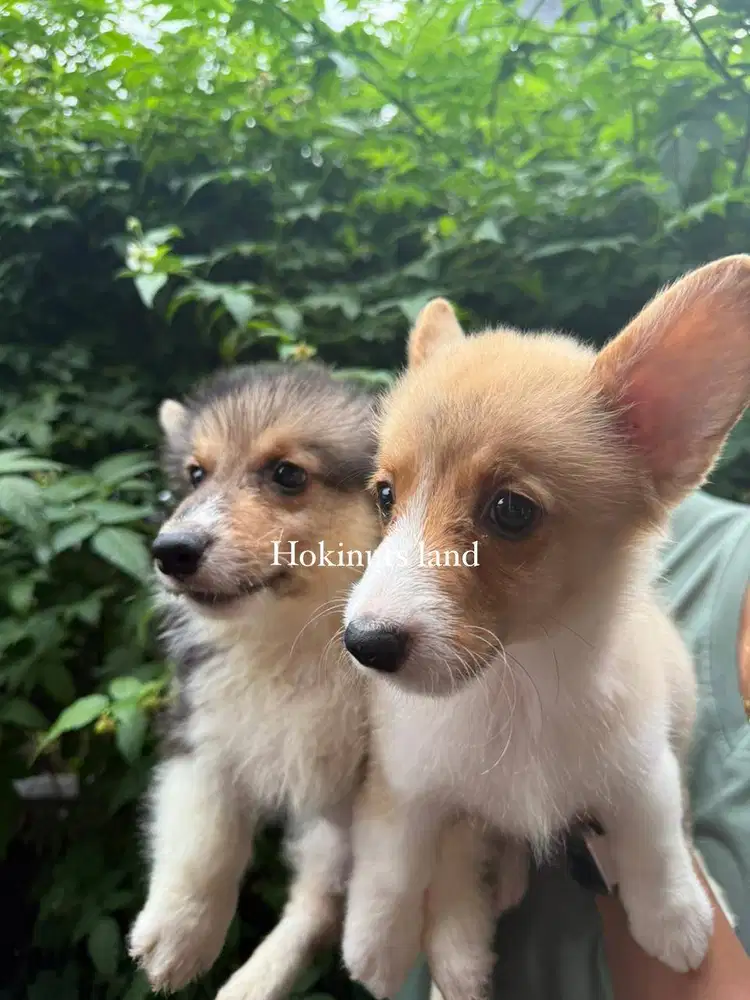 Dijual anak anjing puppy Corgi jantan betina male sable stambum vaksin