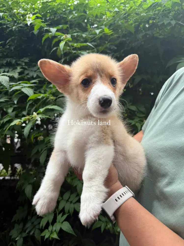 Dijual anak anjing puppy Corgi jantan betina male sable stambum female