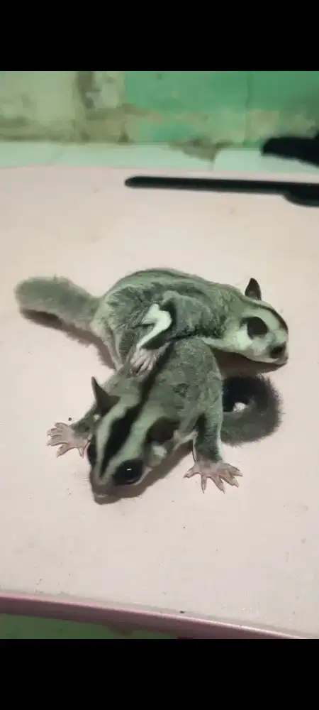 Sugar glider Joey het Leu cream