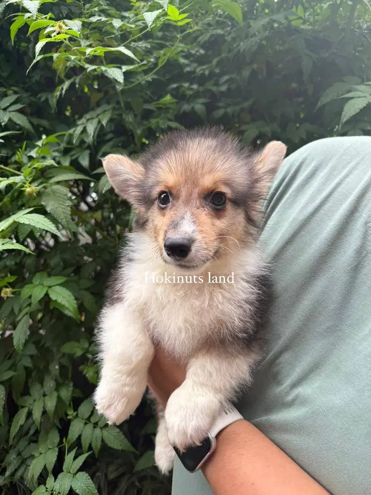 Dijual anak anjing puppy Corgi jantan betina male sable stambum female