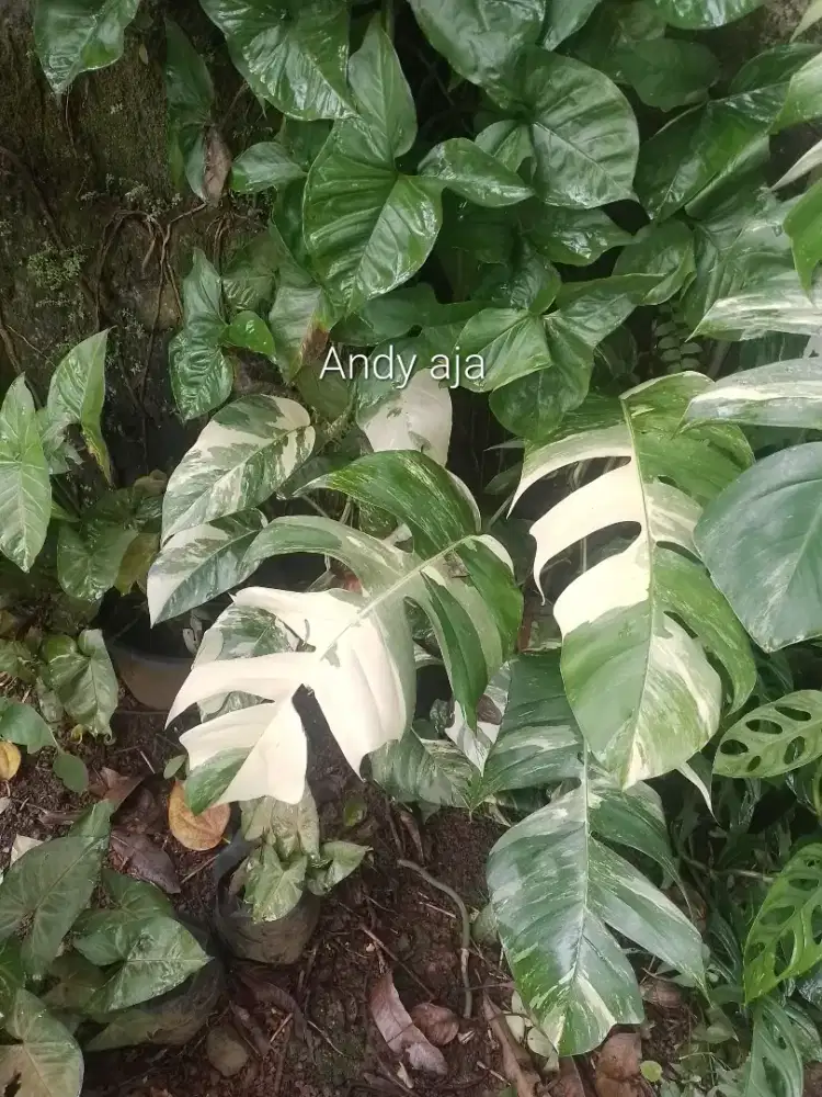Tanaman monstera variegata atau varigata