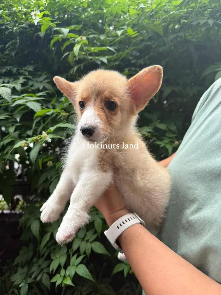 Dijual anak anjing puppy Corgi jantan betina male sable stambum female