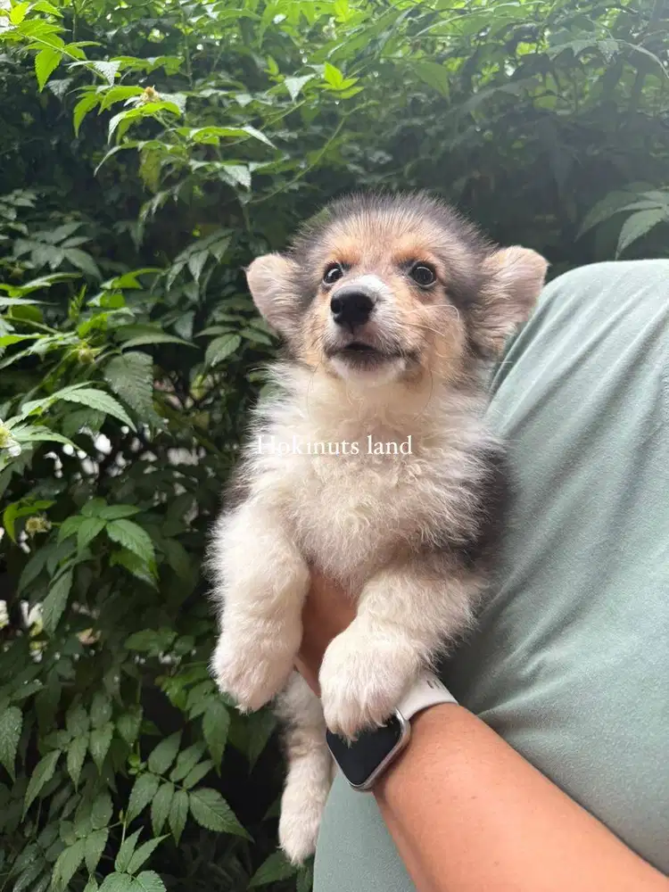 Dijual anak anjing puppy Corgi jantan betina male sable stambum female
