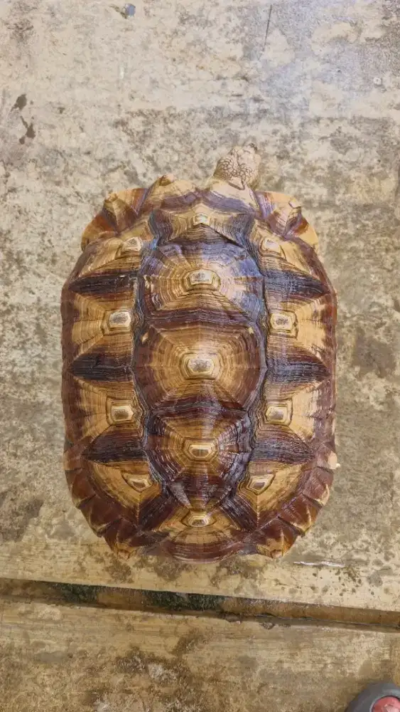 Kura kura sulcata betina siapan induk size 43cm