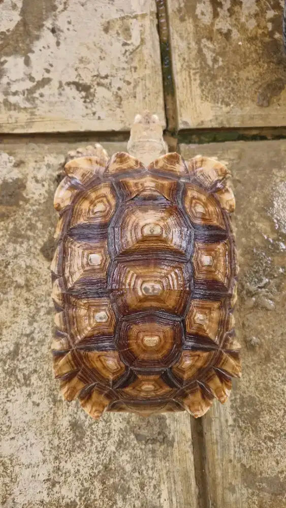 Kura kura sulcata betina siapan induk size 44cm