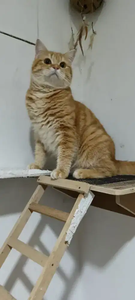 Bsh munchkin non stamdarr