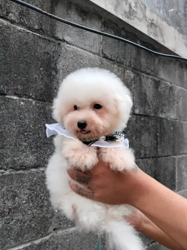 Jual anjg Bichon Frise