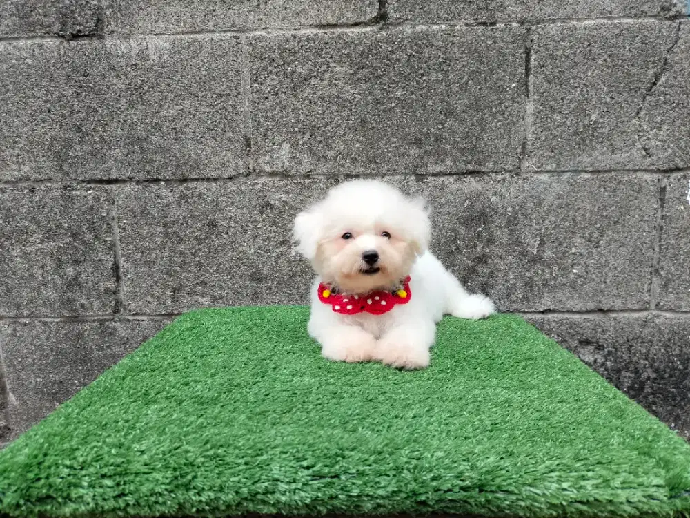 Jual anjing bichon