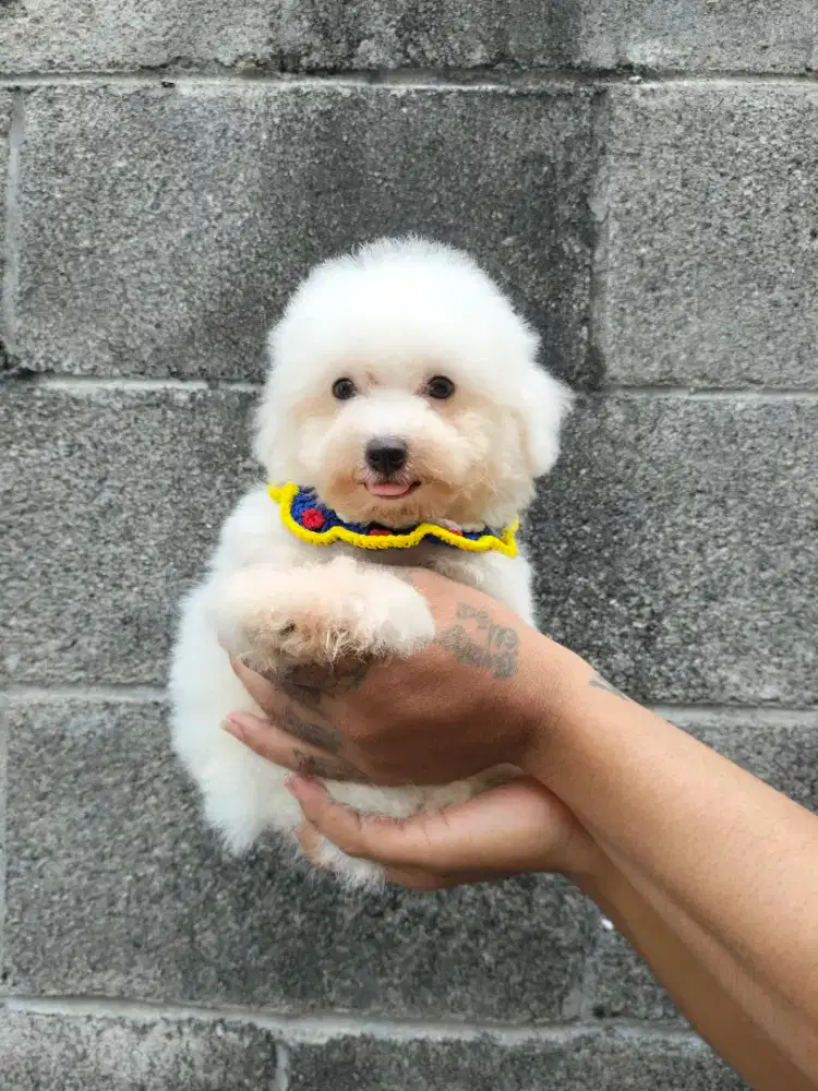 Jual anjing BICHON FRISE