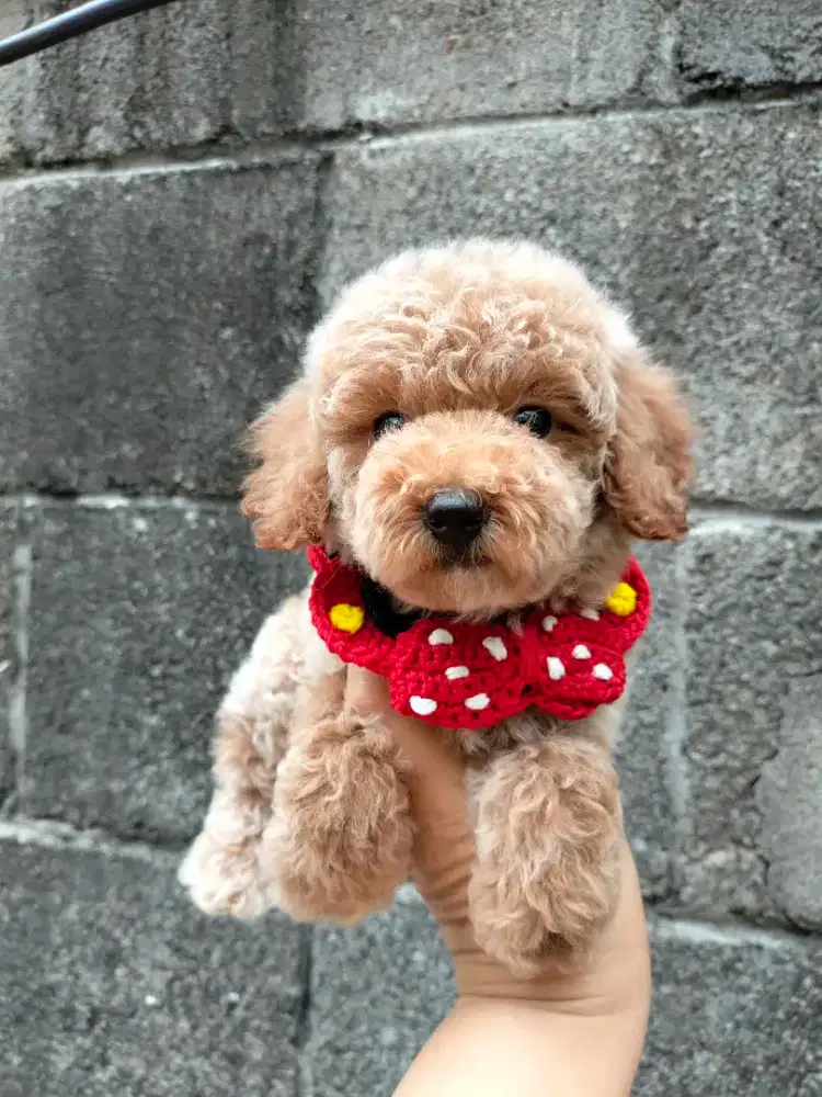 Jual anjing poodle