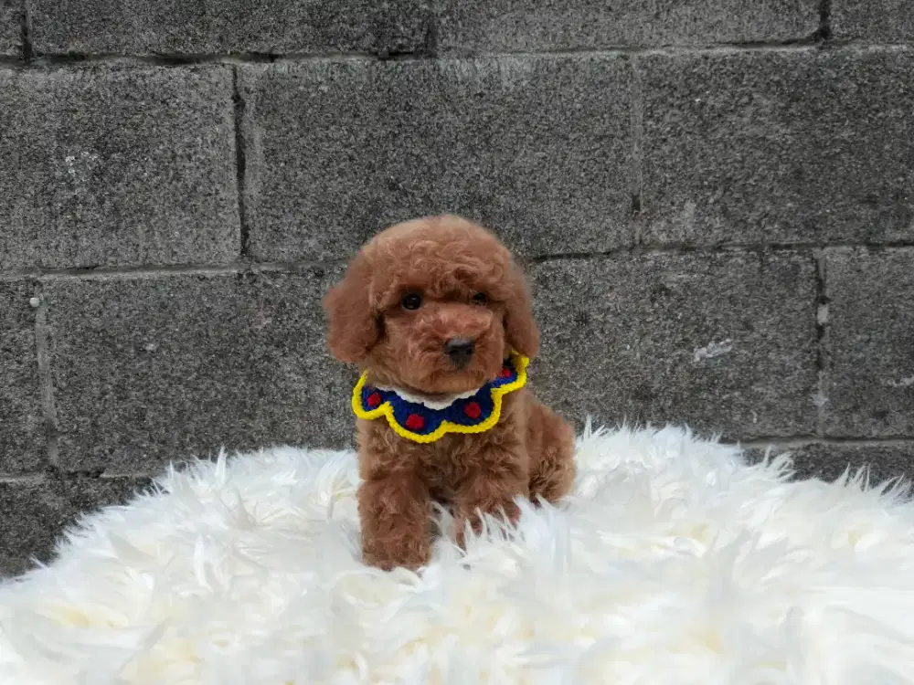 Jual anjing poodle