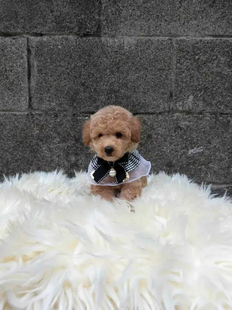 Jual anjing poodle
