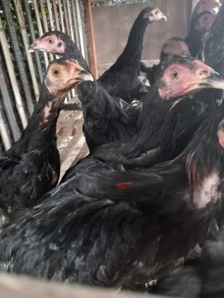 Ayam kampung asli ± 1kg