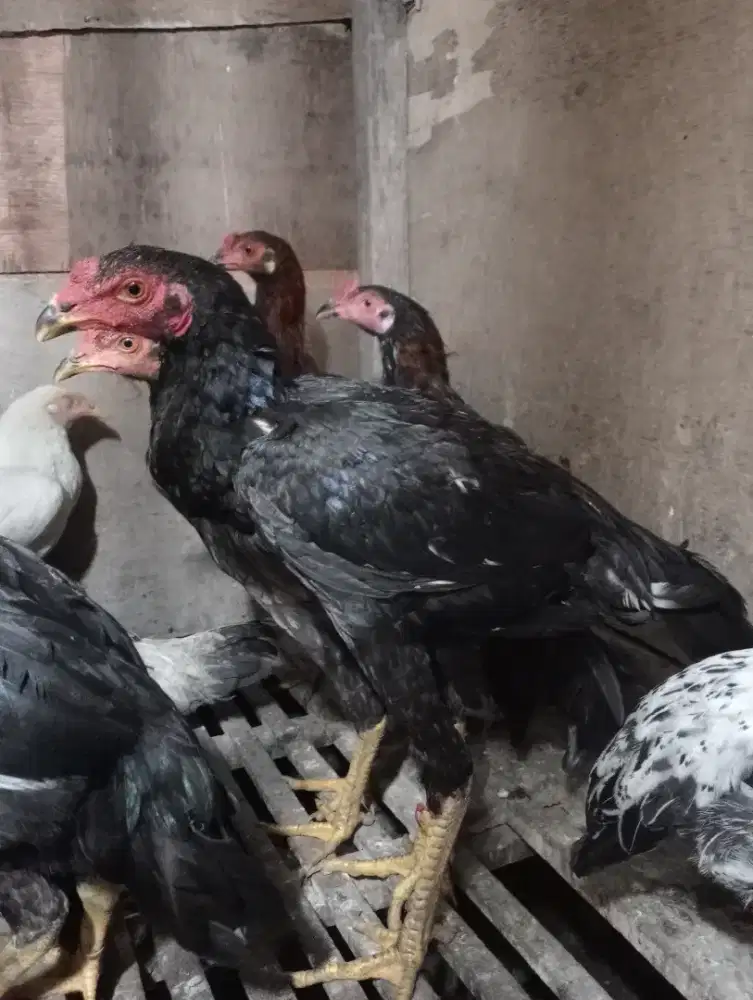 Ayam kampung jago muda