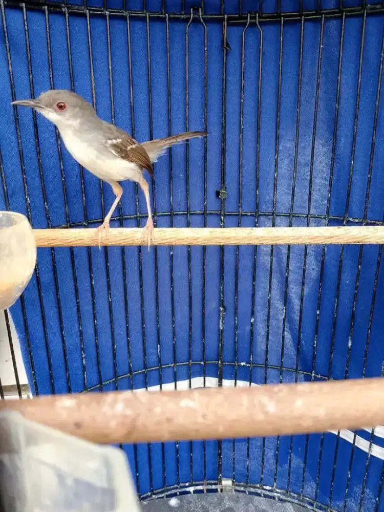 Ciblek cristal jantan gacor rawatan