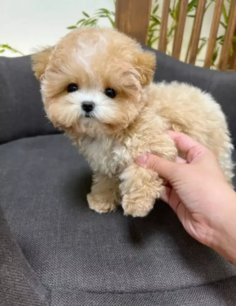 DIJUAL ANAK ANJING MALTESE MIX POODLE