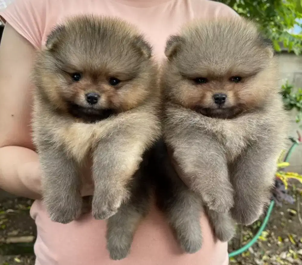DIJUAL ANAK ANJING MINI POMERANIAN