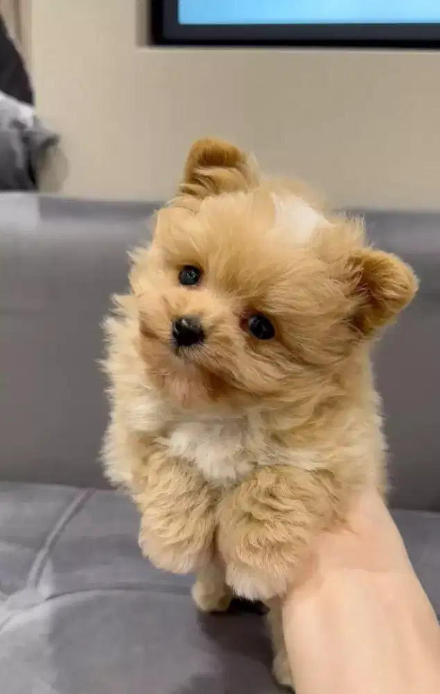 DIJUAL ANAK ANJING POODLE MIX POMERANIAN