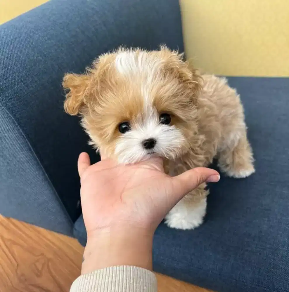 DIJUAL ANAK ANJING MALTESE MIX POODLE