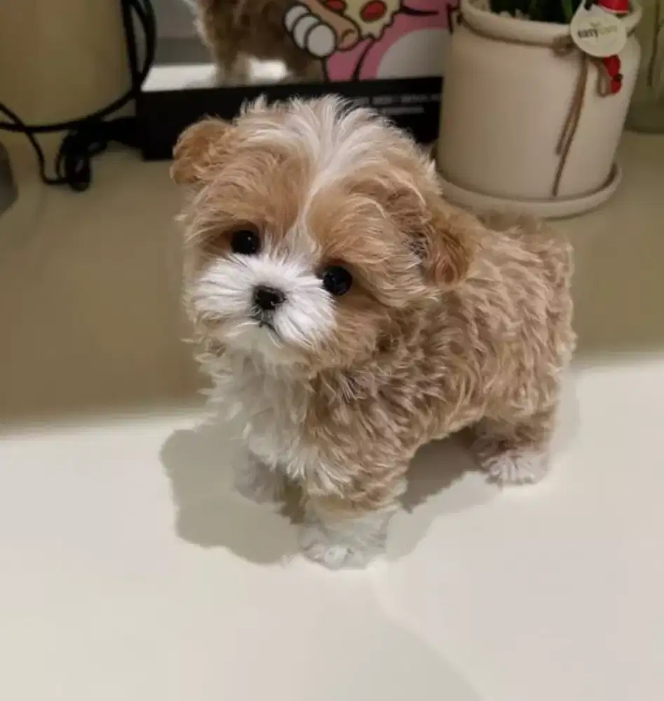 DIJUAL ANAK ANJING MALTESE MIX POODLE