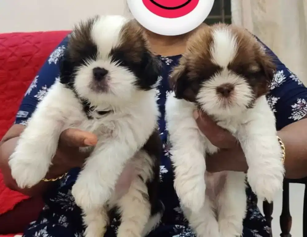DIJUAL ANAK ANJING SHIHTZU