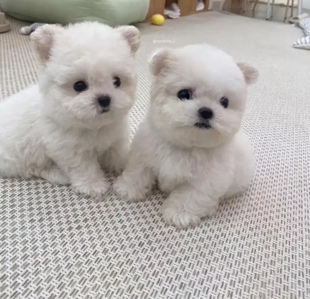 DIJUAL ANAK ANJING MALTESE MIX POMERANIAN