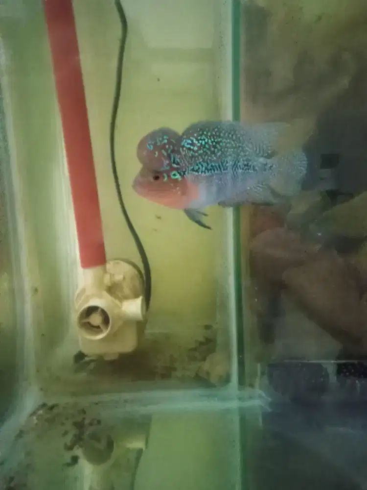 Jual ikan louhan srd lokal. Size 2 jari lebih