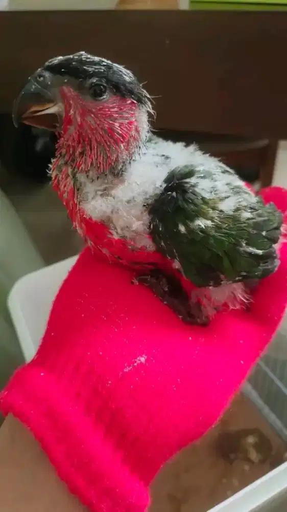 Lolohan paltem rompi respon bagus