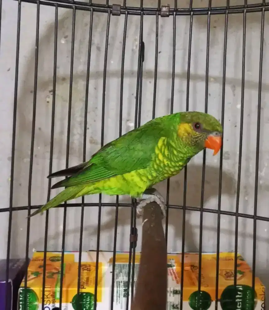 Perxici pantai rawatan gacor