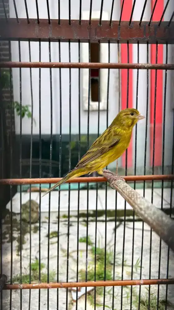 Kenari hijau botol gacoran