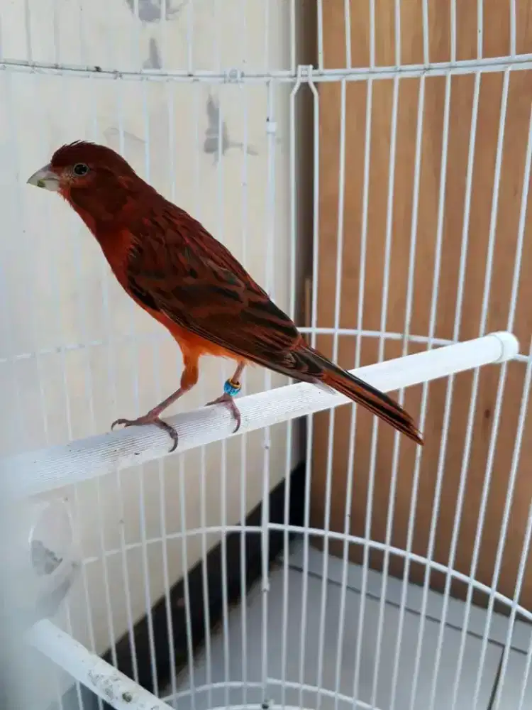 Kenari blackred gacoran