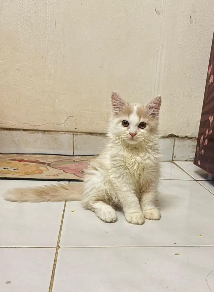 Opent adopt kucing persia