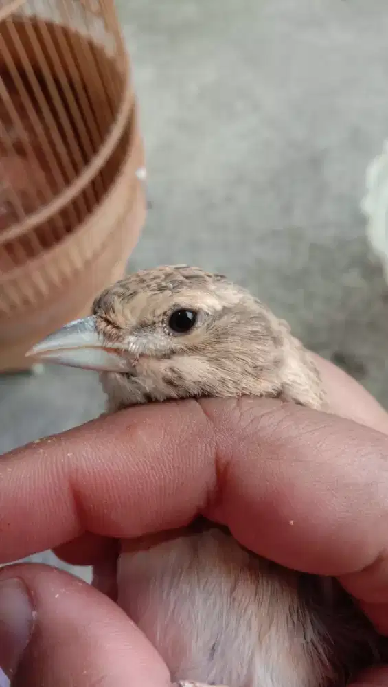 Burung Pakling Calandra Pastol Rajin Bunyi