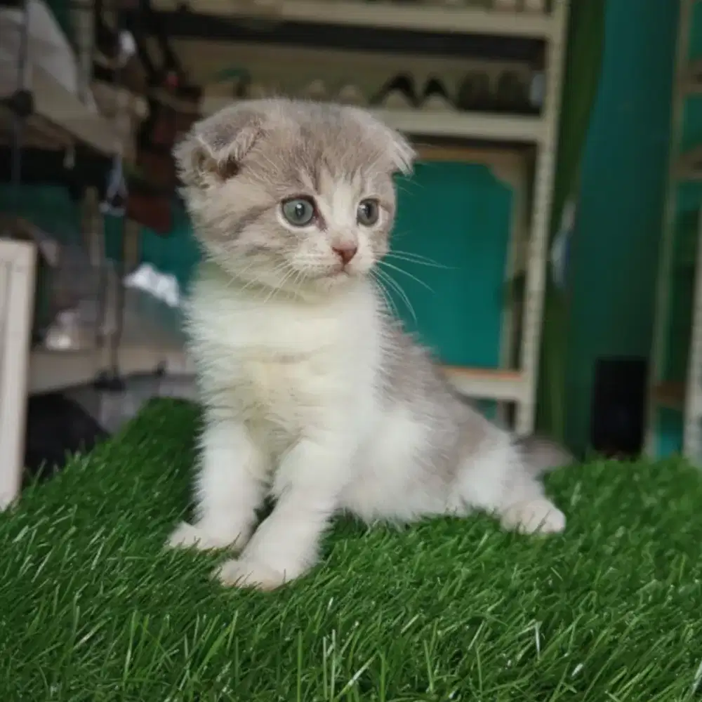 Scottish fold betina