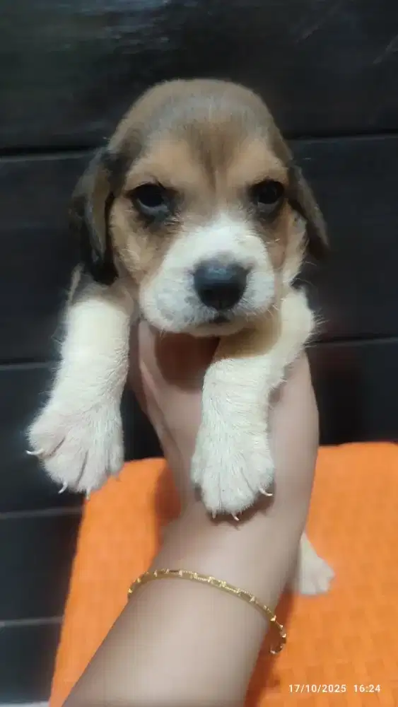 Beagle puppy Female