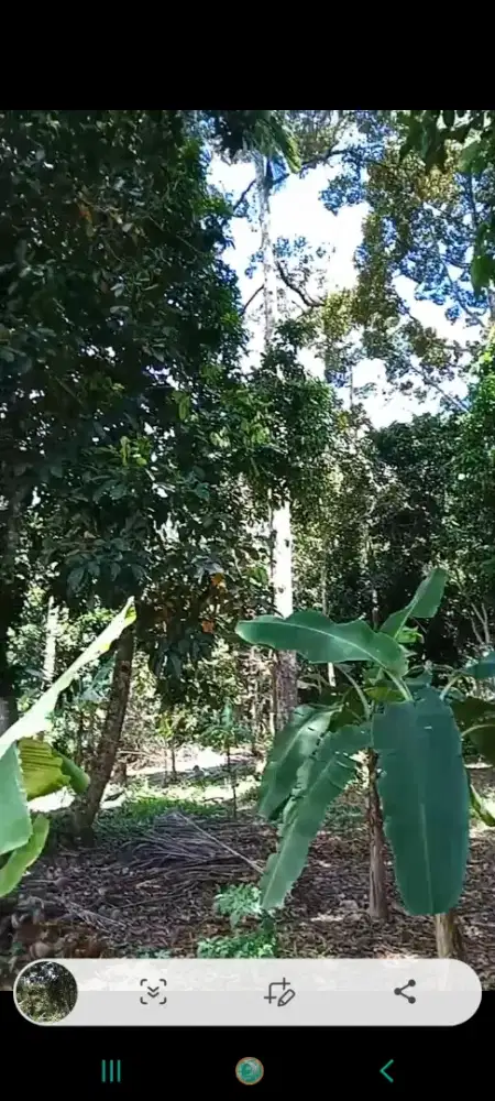 Jual kebun durian