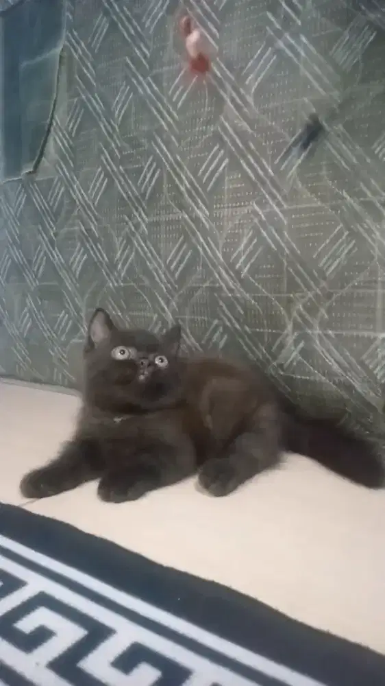 Kitten Munchkin jantan umur 2bulan