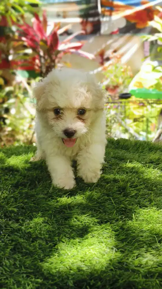 Poodle jantan putih lagi 1