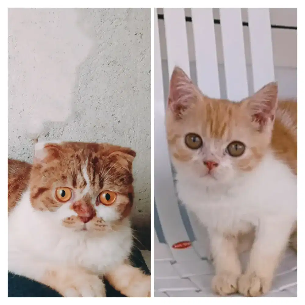 Sepasang kucing Scottish fold