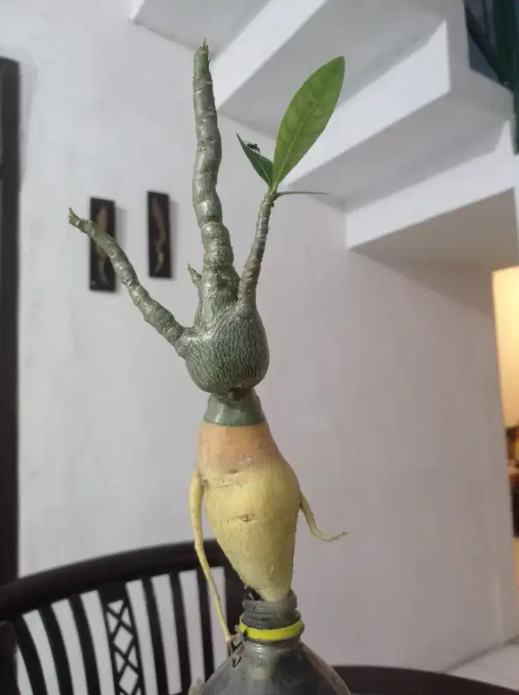 Adenium grapting akar emas