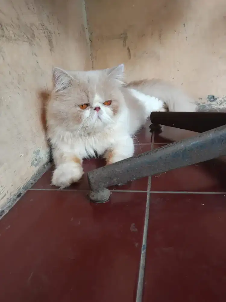 PACAK PEAKNOSE LONGHAIR