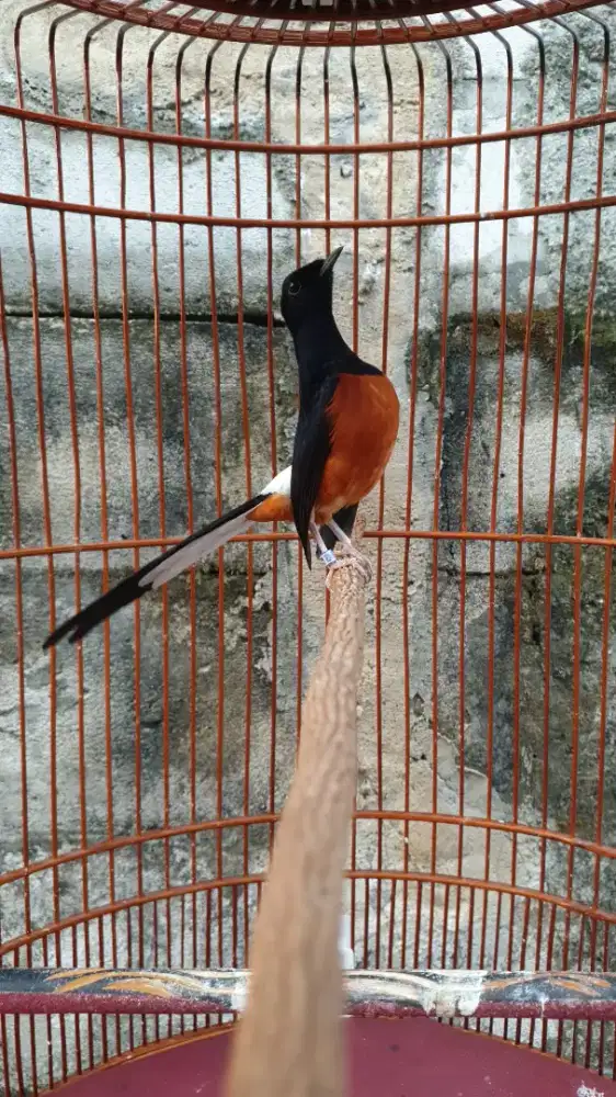 Murai Gacor Pakai Ring ex prestasi