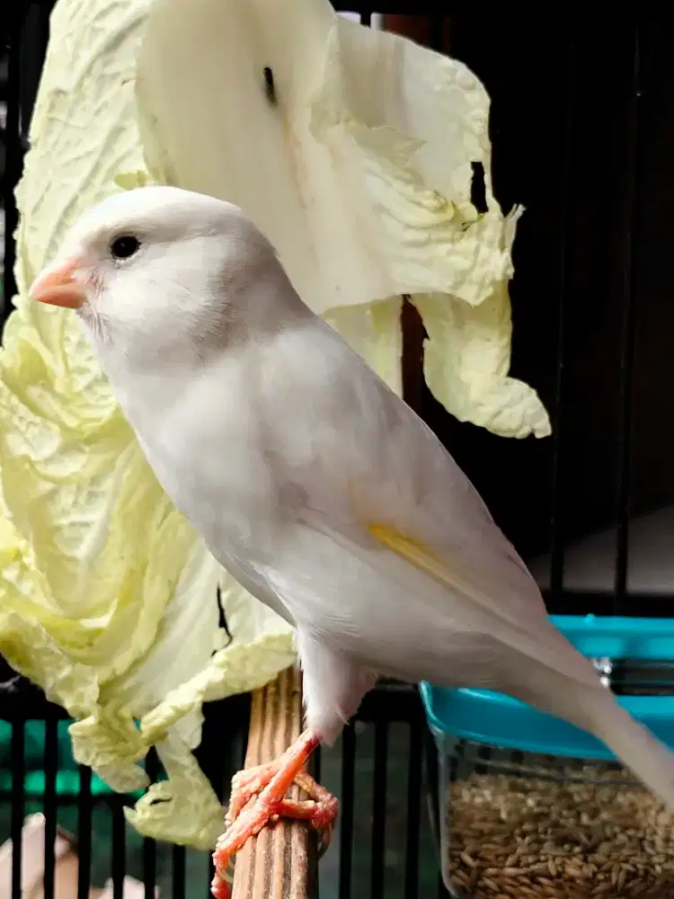 Burung kenari f1 betina