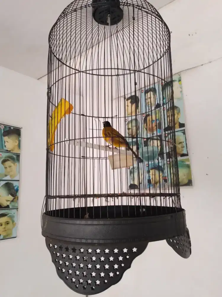 Jual BTH Murh 1 Burung Kutilang emas Gacor Lngsng Nyaut BS utk Pncingn