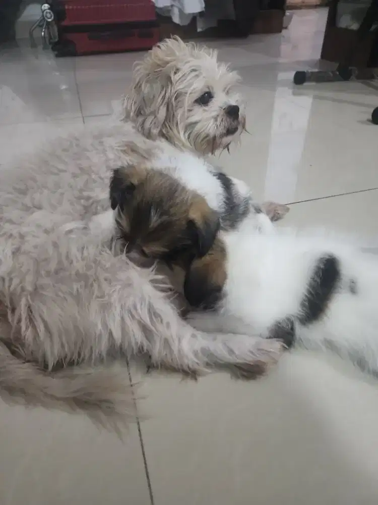 Dijual Anak Tzitzu 3 bln, sehat, lucu, bersih