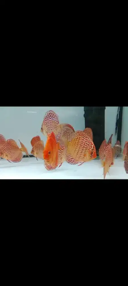 Ikan diskus berbagai uk dan corak