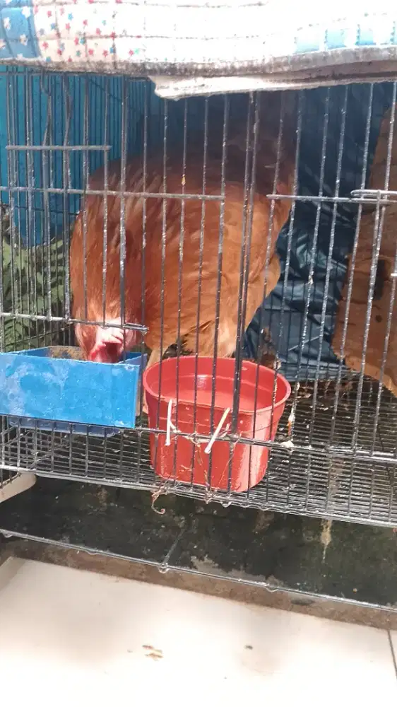 Ayam merah dan ayam kampung