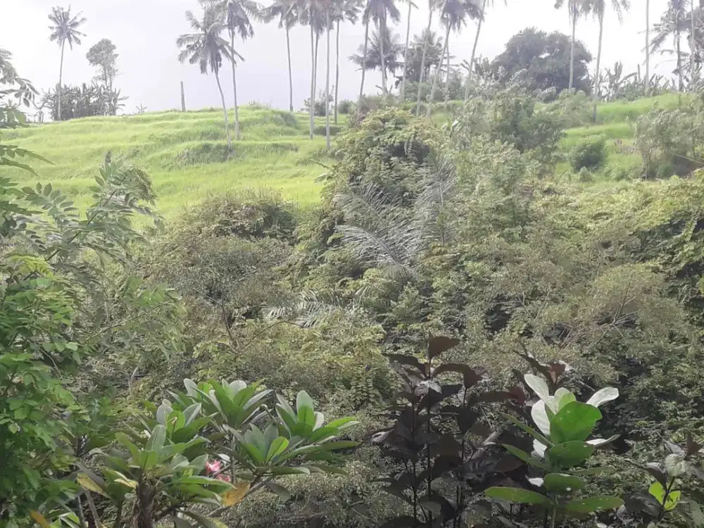 Dijual Tanah Lokasi Di Lotunduh    Ubud Bali